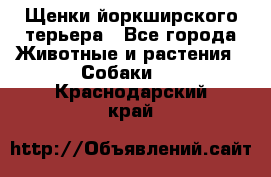 Щенки йоркширского терьера - Все города Животные и растения » Собаки   . Краснодарский край